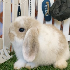 ホーランドロップ　ブロークンリンクス（V25)