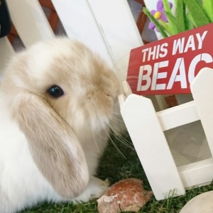 ホーランドロップ　ブロークンリンクス（V25)