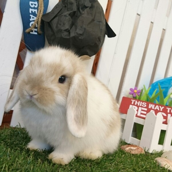 ホーランドロップ　ブロークンリンクス（V25)