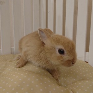 ネザーランドドワーフ　オレンジ（ＸＴ）