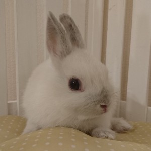 ネザーランドドワーフ　フロスティ（WY）