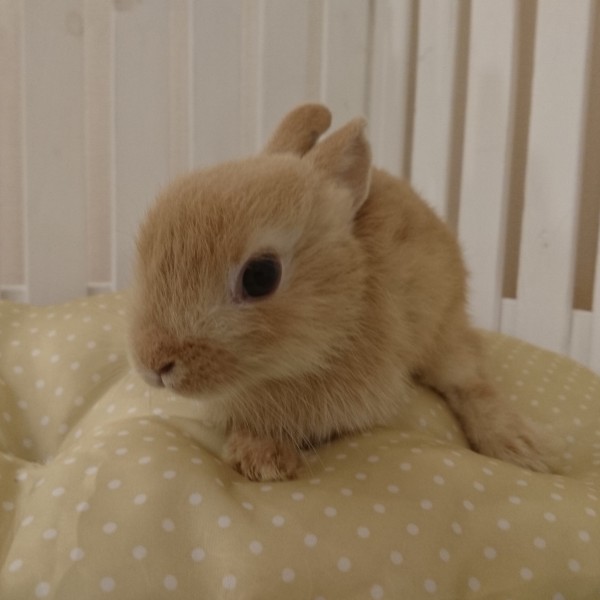 ネザーランドドワーフ　オレンジ（ＸＴ）