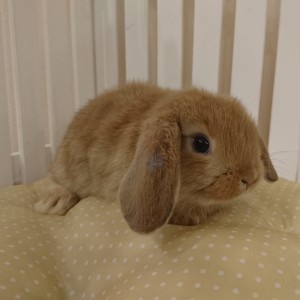 ホーランドロップ　オレンジ（４S2）