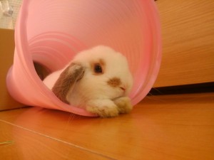 fc9e8ddd-a677-426f-9a4a-0201670b2e1e