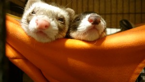 _storage_emulated_0_SilentCameraSoft_1471010778083