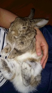 %e5%ae%89%e8%97%a4%e7%be%8e%e5%92%8c%e3%83%a2%e3%82%b3%e3%81%a1%e3%82%83%e3%82%93