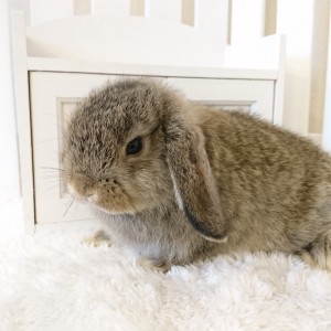 ホーランドロップ　チェスナット（3GY)