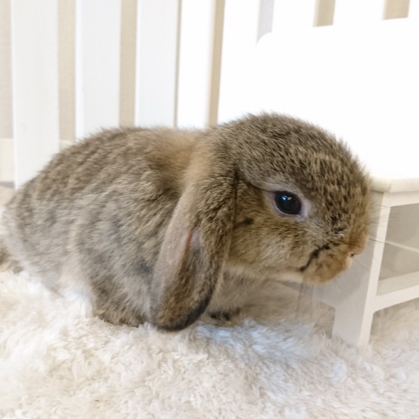 ホーランドロップ　チェスナット（3GY)