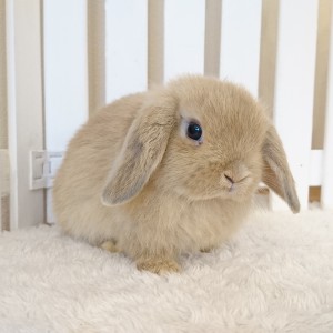 ホーランドロップ　リンクス（5C8)