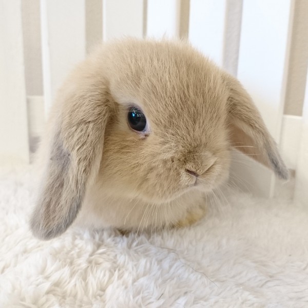 ホーランドロップ　リンクス（5C8)