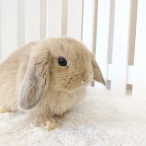 ホーランドロップ　リンクス（5C8)