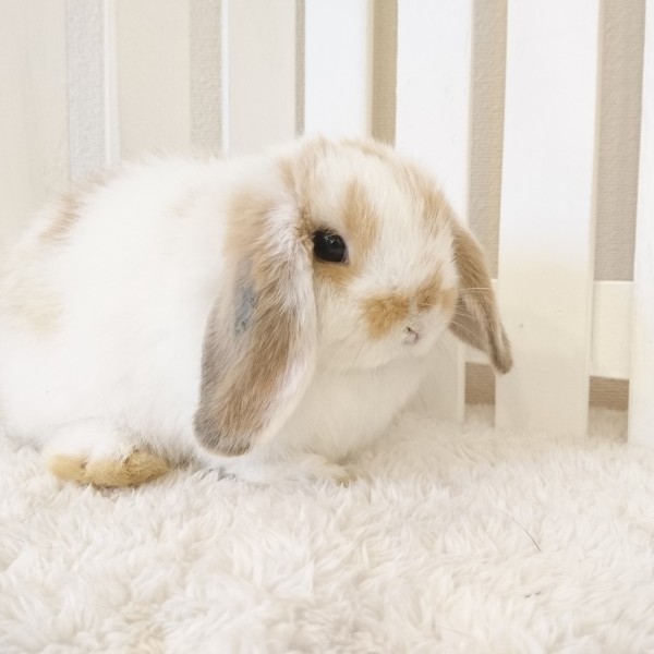 ホーランドロップ　ブロークンオレンジ（V43)