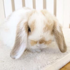 ホーランドロップ　ブロークンオレンジ（V43)