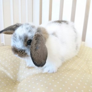 ホーランドロップ　ブロークンチェスナット（4Ｕ8）