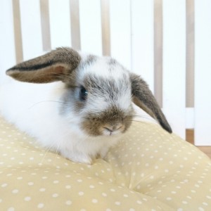 ホーランドロップ　ブロークンチェスナット（4Ｕ8）