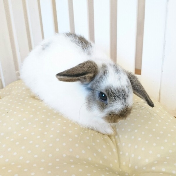 ホーランドロップ　ブロークンチェスナット（4Ｕ8）