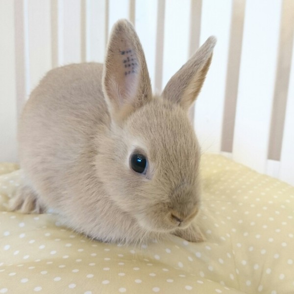 ネザーランドドワーフ　リンクス（ＺＨ）