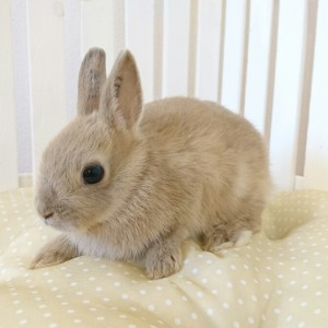 ネザーランドドワーフ　リンクス（ＺＨ）