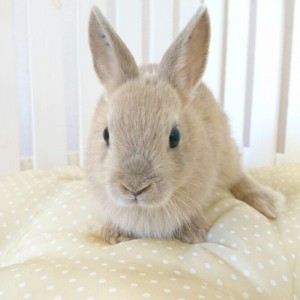 ネザーランドドワーフ　リンクス（ＺＨ）