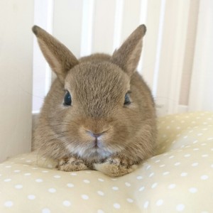 ネザーランドドワーフ　チェスナット（ＹＺ）