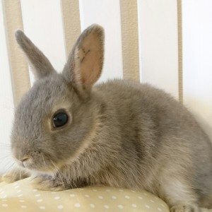 ネザーランドドワーフ　オパール（ZZ)