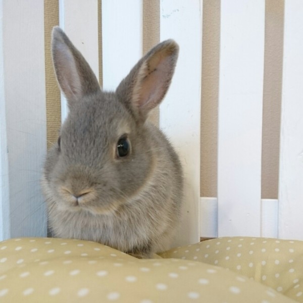 ネザーランドドワーフ　オパール（ZZ)