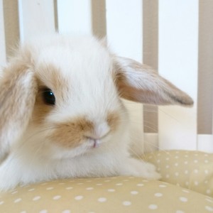 ホーランドロップ　ブロークンオレンジ（4Y1)