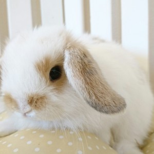 ホーランドロップ　ブロークンオレンジ（4Y1)