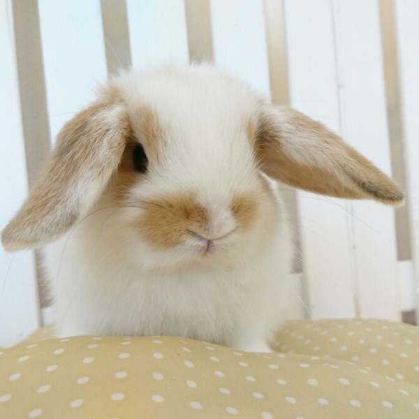 ホーランドロップ　ブロークンオレンジ（4Y1)