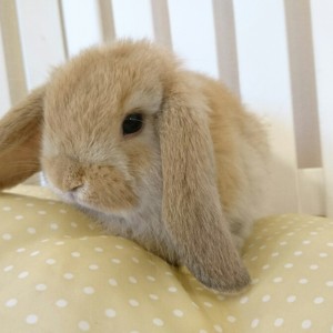 ホーランドロップ　オレンジ（L85)