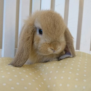 ホーランドロップ　オレンジ（L85)