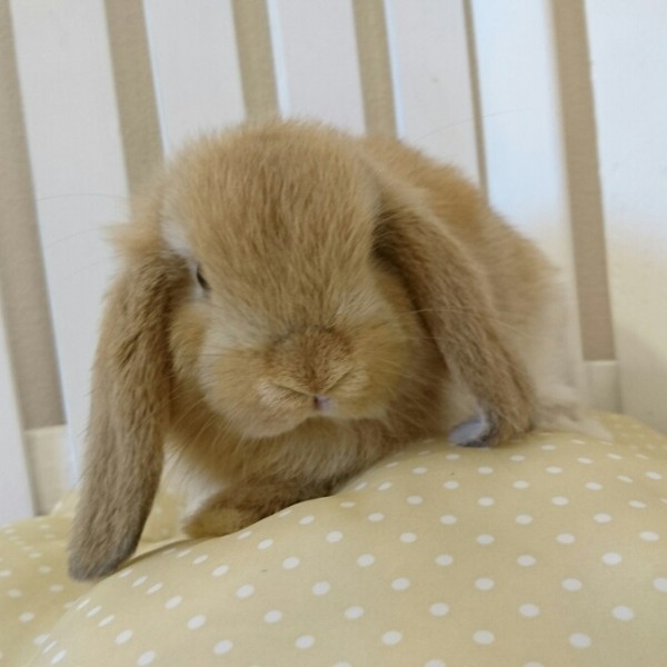 ホーランドロップ　オレンジ（L85)