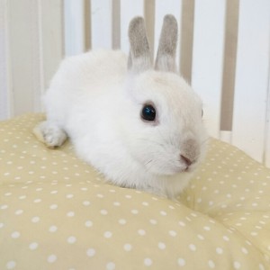 ネザーランドドワーフ　フロスティ（4Ｇ）