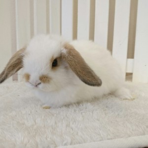 ホーランドロップ　ブロークンオレンジ（Ｖ33）