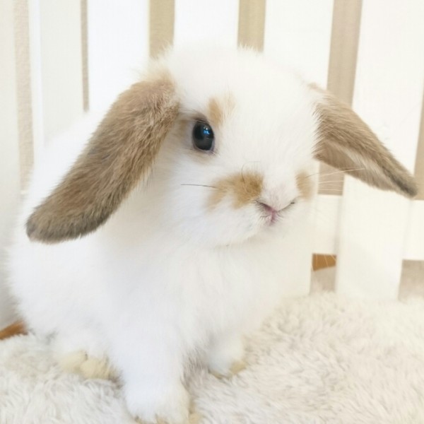 ホーランドロップ　ブロークンオレンジ（Ｖ33）