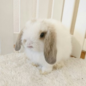 ホーランドロップ　ブロークンリンクス（5Ａ8）