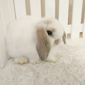 ホーランドロップ　ブロークンリンクス（5Ａ8）