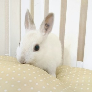 ネザーランドドワーフ　フロスティ（4Ｇ）