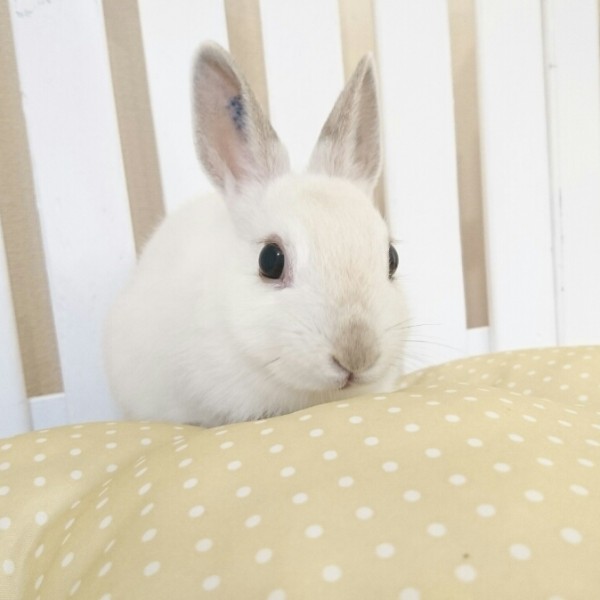 ネザーランドドワーフ　フロスティ（4Ｇ）