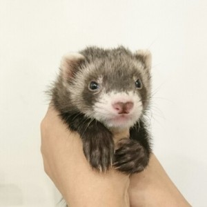 セーブル（男の子）