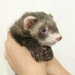 セーブル（男の子）