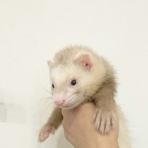 シナモン（男の子）