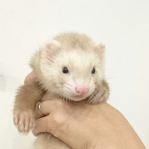 シナモン（男の子）