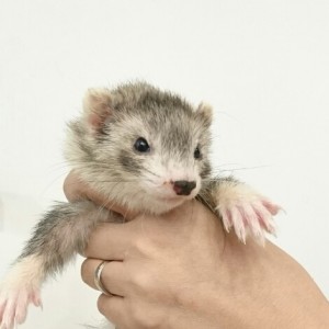 ダークシルバーミット（女の子）