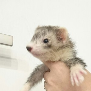 ダークシルバーミット（女の子）