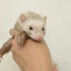 シナモン（女の子）