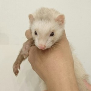 シナモン（女の子）