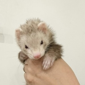 スターリングバター（女の子）