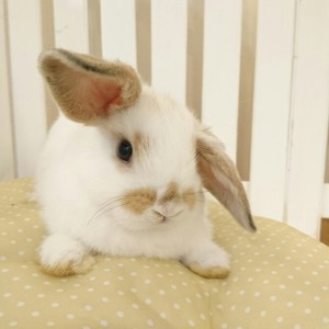 ホーランドロップ　ブロークンオレンジ（3GT)