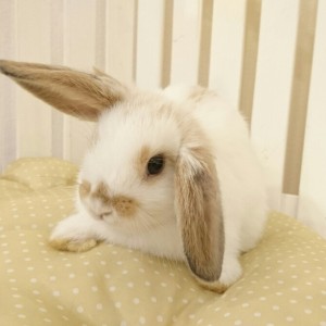 ホーランドロップ　ブロークンオレンジ（3GT)